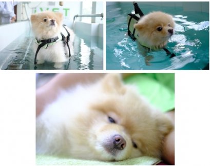 สัตว์เลี้ยงประเภทไหนต้องทำกายภาพ